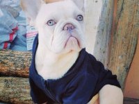 Krem platinyum french bulldog yavrular