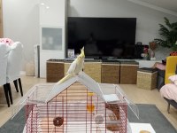 5 6 aylık sultan papağanı