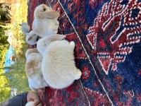 Mini lop tavşan yavruları evcil