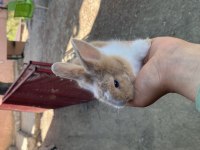 HOLLANDA LOP YAVRU TAVŞAN