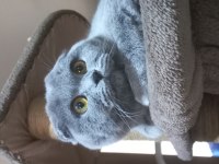 Scottish fold dişi