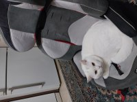 Beyaz British Shorthair