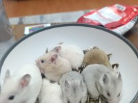 Yavru Suriye Hamsterleri Yeni Yuvalarını Bekliyor