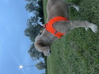 Golden yavrumuz retriever