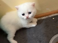 Pamuk şeker british shorthair oğlumuz