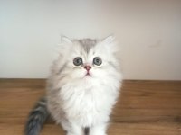 British Shorthair / Longhair Yavrularımız