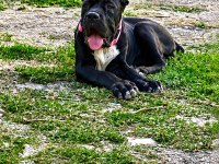 Şecereli anne babadan üst düzey cane corso yavrum