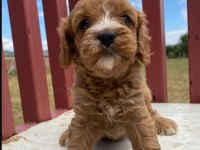 Orjinal Aşılı Garantili Teacup Maltipoo Yavrularımız