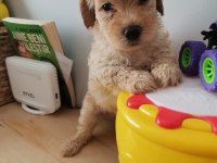 Minik maltipoo yavrularımız teslime hazır
