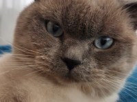 British Blue Point
