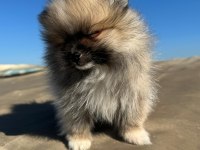 Pomeranian 2 aylık yavrular
