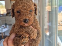 Kucuk Sevımlı Mınık Köpekler