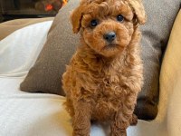 Mutlu Toy Poodle Patiler Sizleri Bekliyor