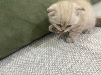 Scottish Fold Kedimiz Sahiplendirilecektir