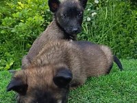 Safkan Belçika Malinois Bebekler