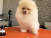 Wc eğitimli sçr belgeli pomeranian yavrularımız