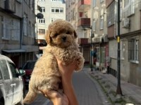 SAĞLIK VE IRK GARANTİLİ KORE MALTİPOO