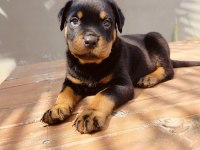 Koca kafalı rottweiler yavruları