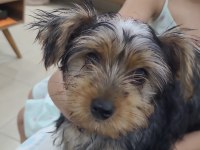 Köpeğimiz Maya için yeni yuva