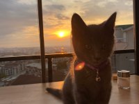 British shorthair acil