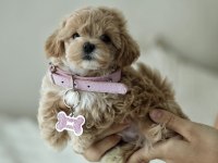 MİCRO BOY TEDDY BEAR MALTİPOO