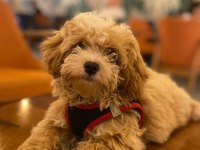 Vex 6 aylık maltipoo