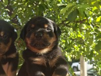 Koca Kafa Rottweiler Yavruları