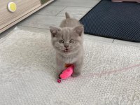 Bebek Yüz British Shorthair Yavrular