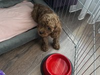 2 aylık toy poodle