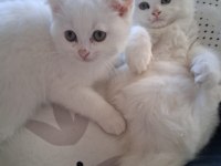 British longhair yavru