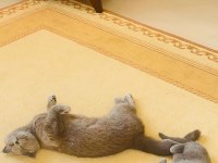 Poncik British Shorthair Prenses