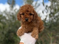 Sevdiğin için en güzel hediye poodle