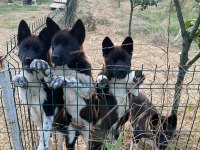 Orjinal Amerikan Akita Yavrular