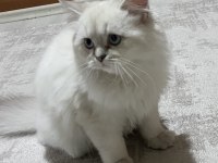 OYUNCU BRİTİSH LONGHAİR ERKEK