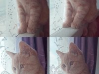 British shorthair 5 aylık erkek