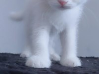 Scottish fold yavru