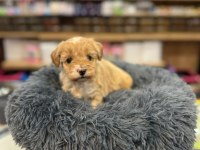 Orj Babyface Maltipoo Köpekler