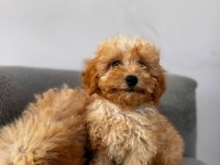 Kıvırcık maltipoo yavrularımız