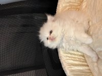 Safkan British Longhair Yavrular