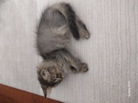 British longhair yavrular