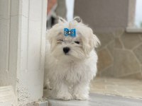MALTESE SAFKAN IRK