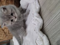British shorthair 1 aylık