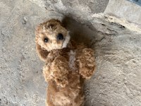 Poodle 5 aylık en mini boy