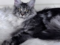 Dev maine coon dişi ns22