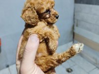 Baba kore anne toy poodle bebekler