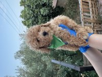 Orijinal toy poodle yavrularımız