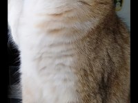 3 yaşında british shorthair şecereli dünya güzeli dişi
