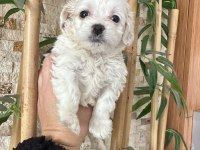 Maltese terrier 60 günlük köpeğimiz