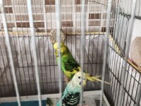 SERİ ÜRETİM YAPAN MUHABBET KUŞLARIM
