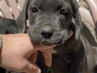 IRK VE SAĞLIK GARANTİLİ CANE CORSO YAVRULARI